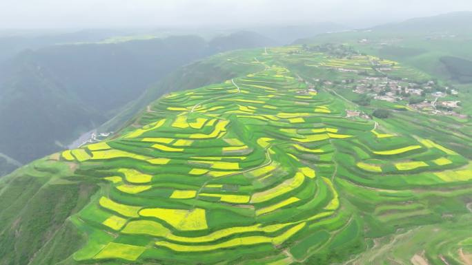高原油菜花田