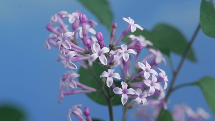 丁香花 紫丁香 延时摄影 （6段）