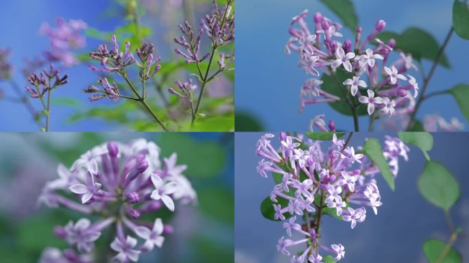丁香花 紫丁香 延时摄影 （6段）
