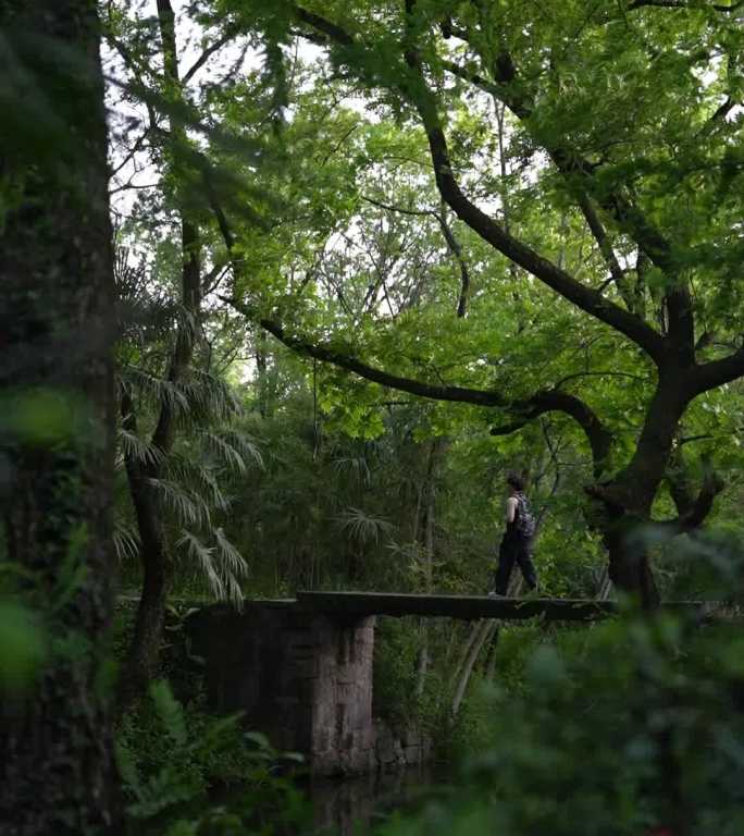 杭州西溪湿地竖屏素材