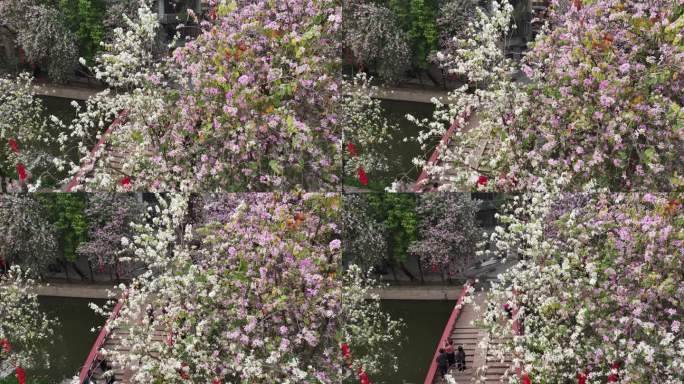 中国广东省广州市荔湾区永庆坊荔枝湾紫荆花