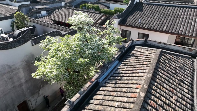 流苏花 三坊七巷红房