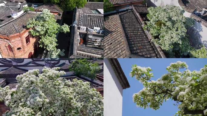 流苏花 三坊七巷红房