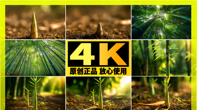 【精品】竹笋竹子延时生长方竹笋生长过程