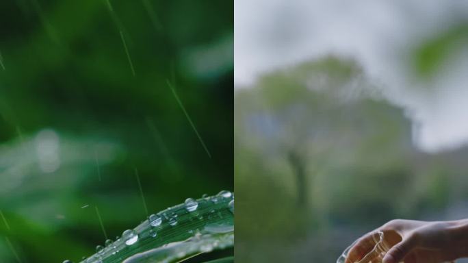 谷雨 谷雨竖版 下雨 春天