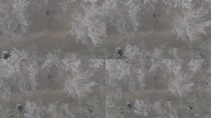 航拍俯瞰烟台牟平龙湖樱花公园躺地飞手自拍