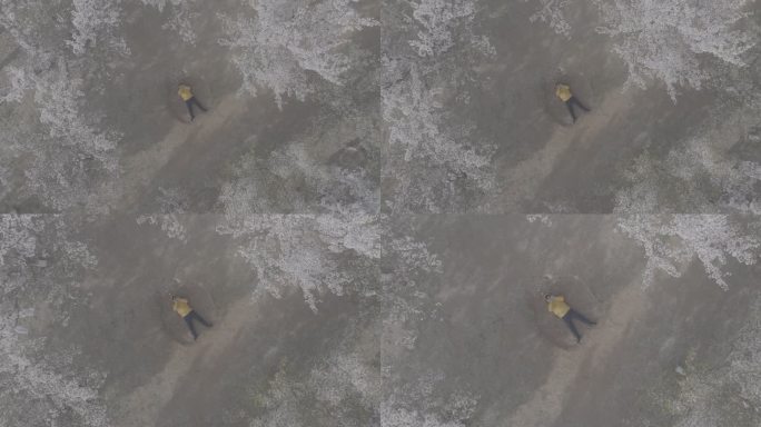 航拍俯瞰烟台牟平龙湖樱花公园躺地飞手自拍