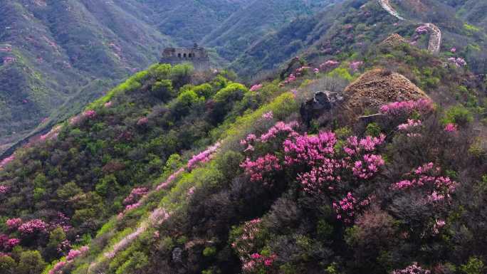 北京延庆石峡关长城花海航拍合集