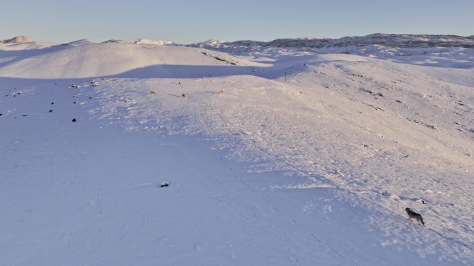 新疆阿勒泰地区日出雪山狼群