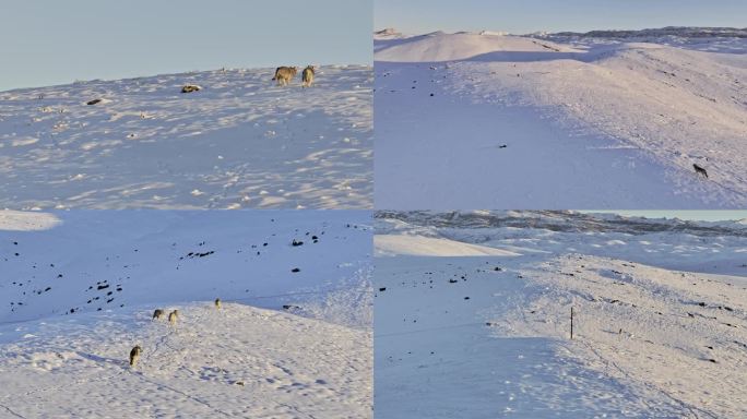 新疆阿勒泰地区日出雪山狼群