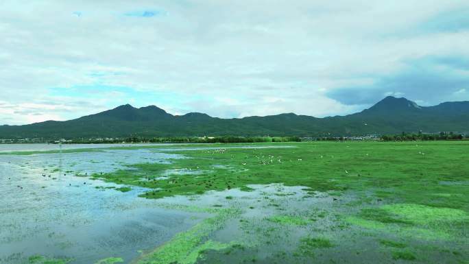 丽江拉市海湿地公园