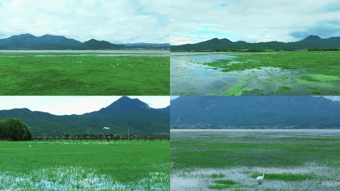 丽江拉市海湿地公园