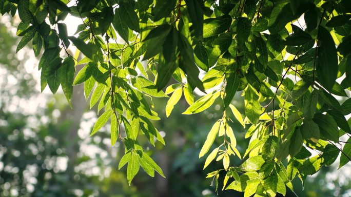 4K唯美阳光光影树叶森林夏天唯美自然