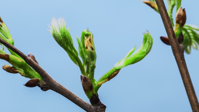 万物生长：春意盎然百花齐放，发芽生长开花