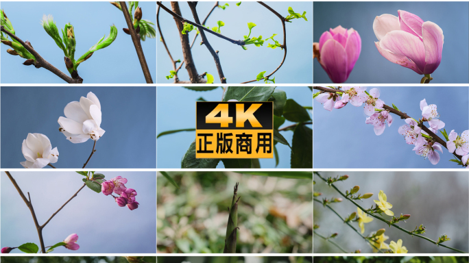 万物生长：春意盎然百花齐放，发芽生长开花
