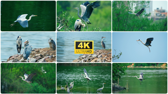 生态湿地鹭群飞鸟候鸟生态环境4k