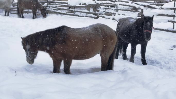 新疆阿勒泰禾木马儿雪地休息放松