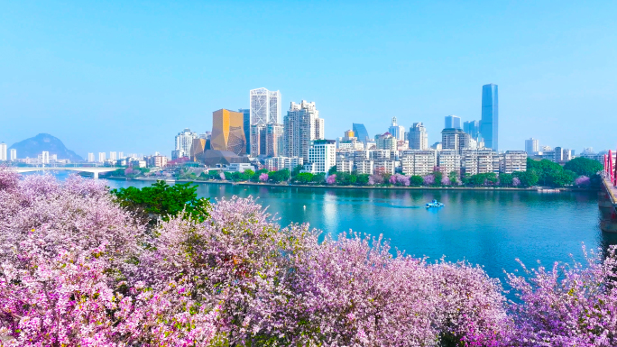 航拍柳州大景柳州紫荆花