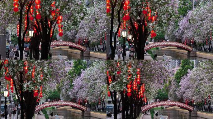 中国广东省广州市荔湾区永庆坊荔枝湾紫荆花