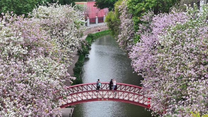 中国广东省广州市荔湾区永庆坊荔枝湾紫荆花