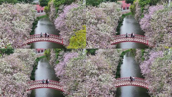 中国广东省广州市荔湾区永庆坊荔枝湾紫荆花