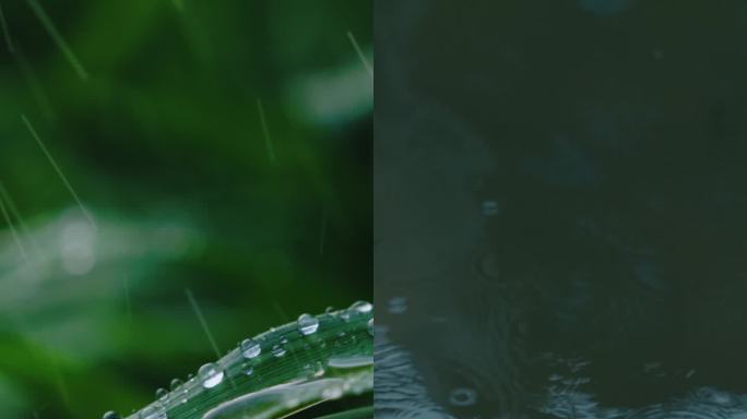 下雨竖版 雨小雨 雨滴雨珠 下雨树叶春雨