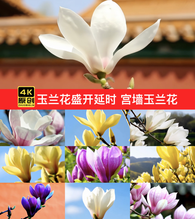 玉兰花盛开延时 立春花开红色宫墙玉兰花开