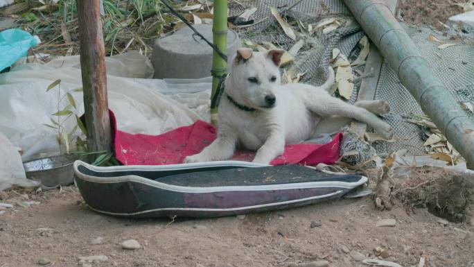 【狗】被栓着的白色田园犬,睡觉中惊醒