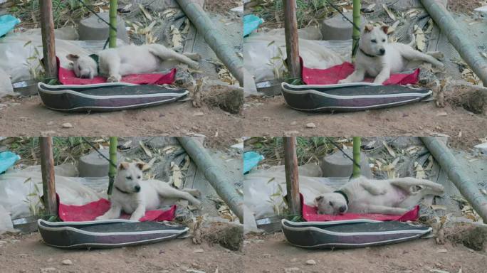【狗】被栓着的白色田园犬,睡觉中惊醒