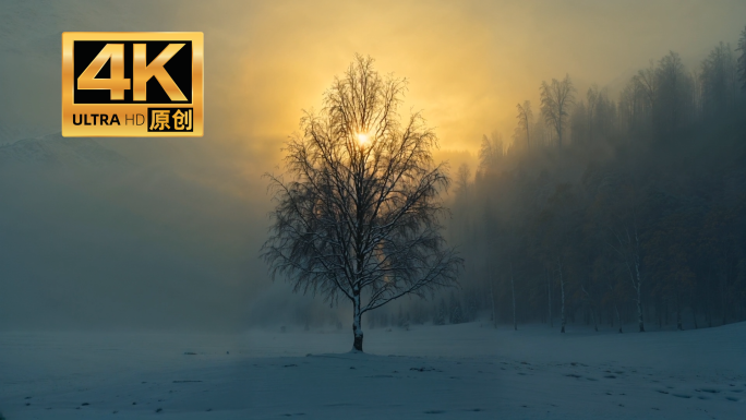 孤独感生命坚韧自然纪录片空镜逆境冬季寒冷