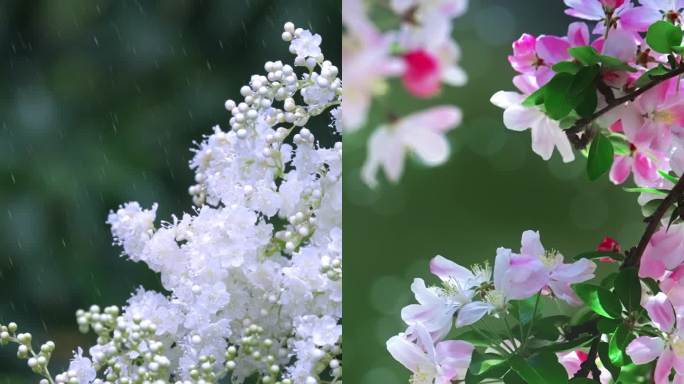 谷雨节气竖屏