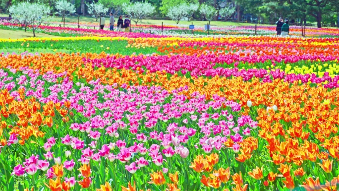 北京国家植物园郁金香花海