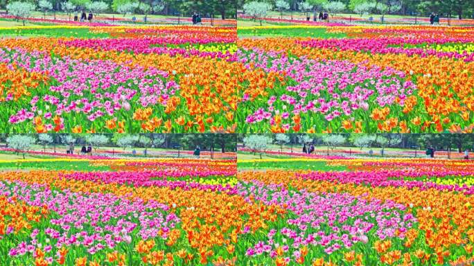 北京国家植物园郁金香花海