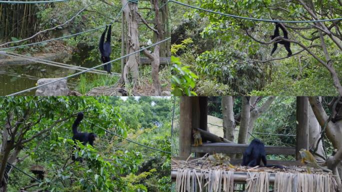 2025广州长隆蜘蛛猴的日常