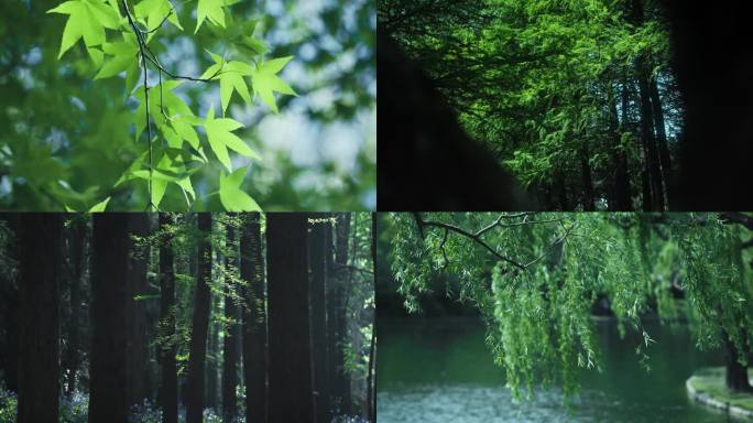 【4K】春天绿植