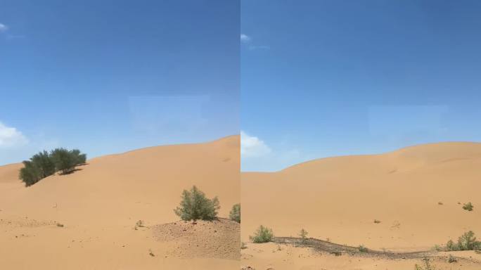 沙漠植树