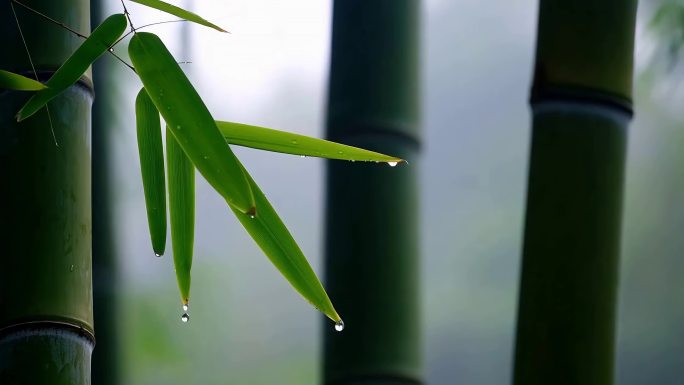 竹林竹子竹海