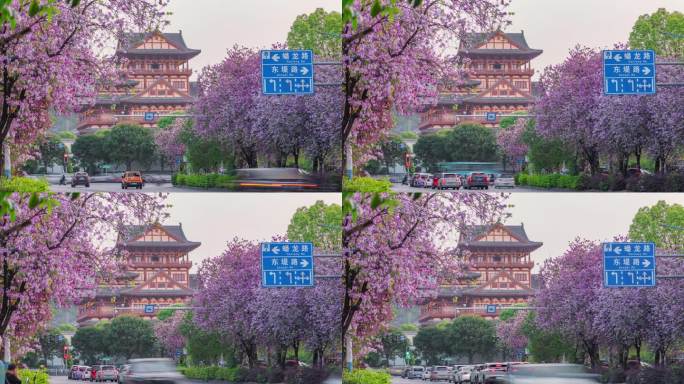 柳州紫荆花与窑埠古镇龙城阁延时