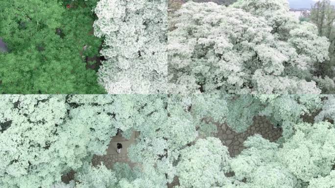 航拍流苏树流苏花花海大理剑川流苏