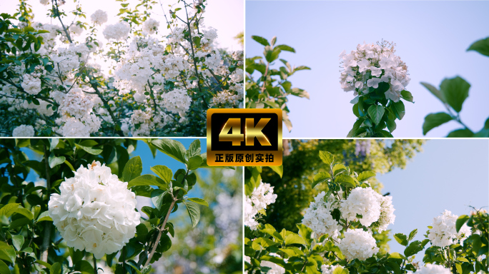 4k超清绣球花团圆美满春暖花开白色花花海