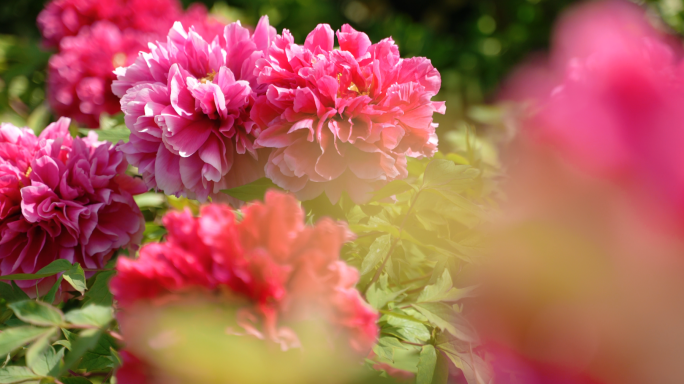 牡丹花 牡丹 花开