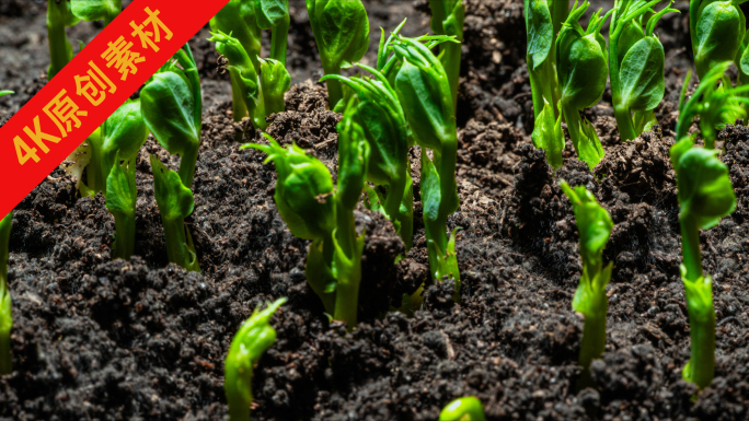 生长种子出土发芽碗豆油菜树叶延时