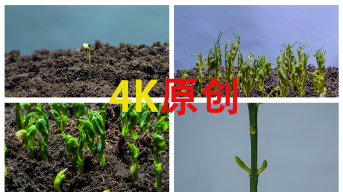 生长种子出土发芽碗豆油菜树叶延时