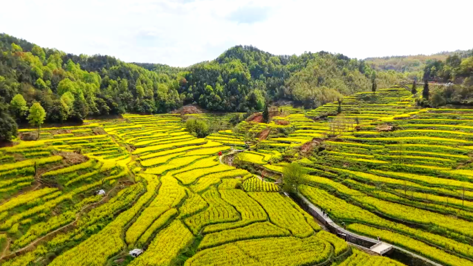 黄山徽州区灵山油菜花