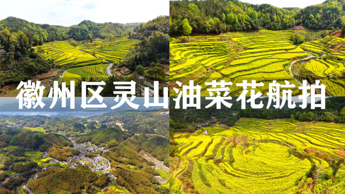 黄山徽州区灵山油菜花
