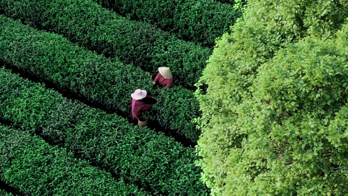 绿茶龙井茶茶园茶山茶叶茶场春茶采茶明前茶