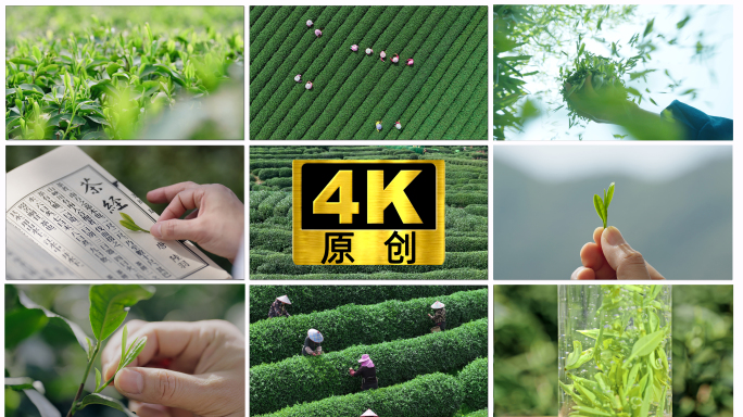 绿茶龙井茶茶园茶山茶叶茶场春茶采茶明前茶