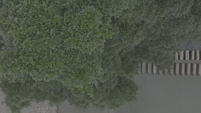 云水谣