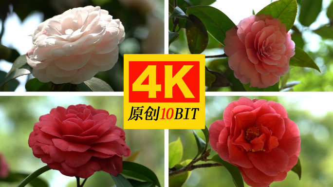 今年最后一波唯美盛开的山茶花