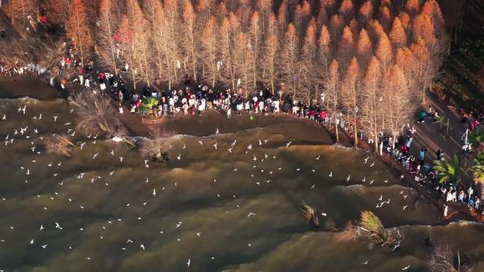 昆明捞鱼河湿地 红树林